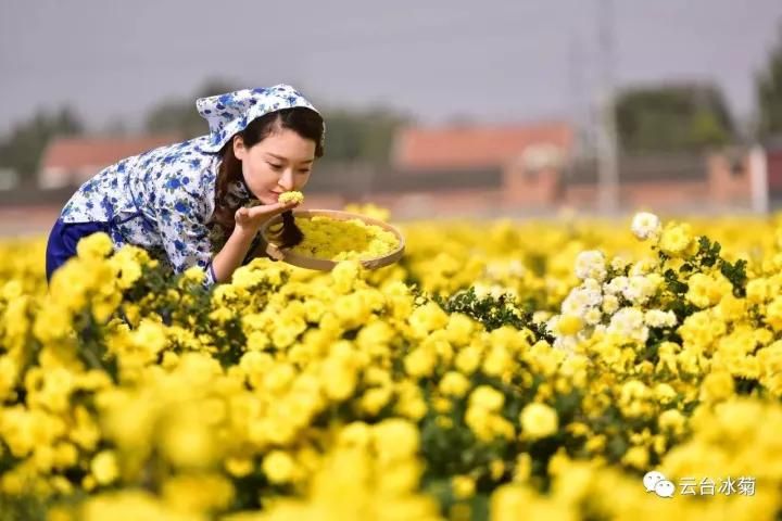 云臺冰菊基地發生了什么？一批批領導專家團隊前來！
